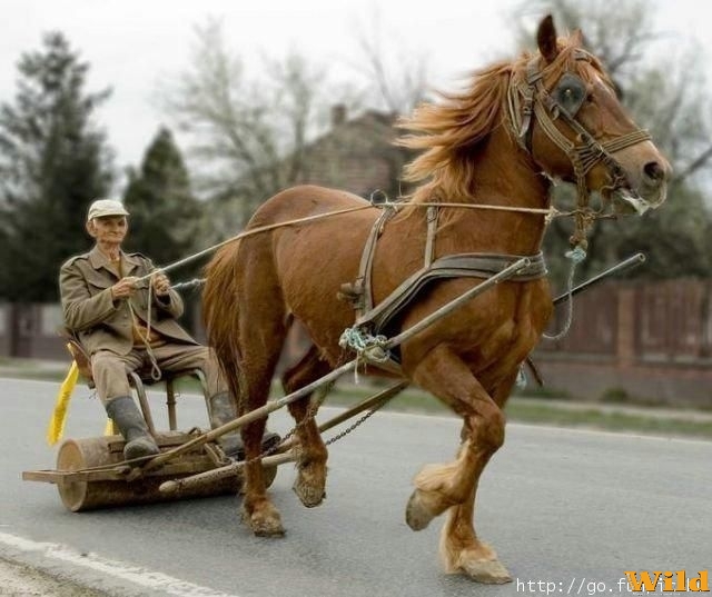 Ez a krapek tuti Ben Hur-nak képzeli magát....