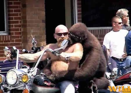 bikermonky