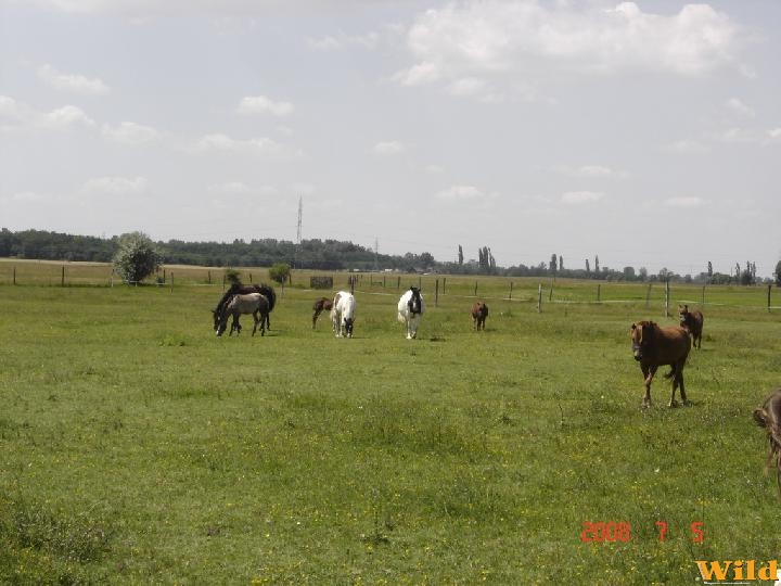 Monorierdő IV. Magyar Hagyományörző Motorostalálkozó