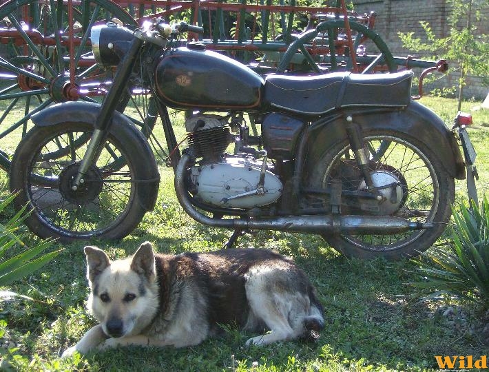 Old dog,old bike...